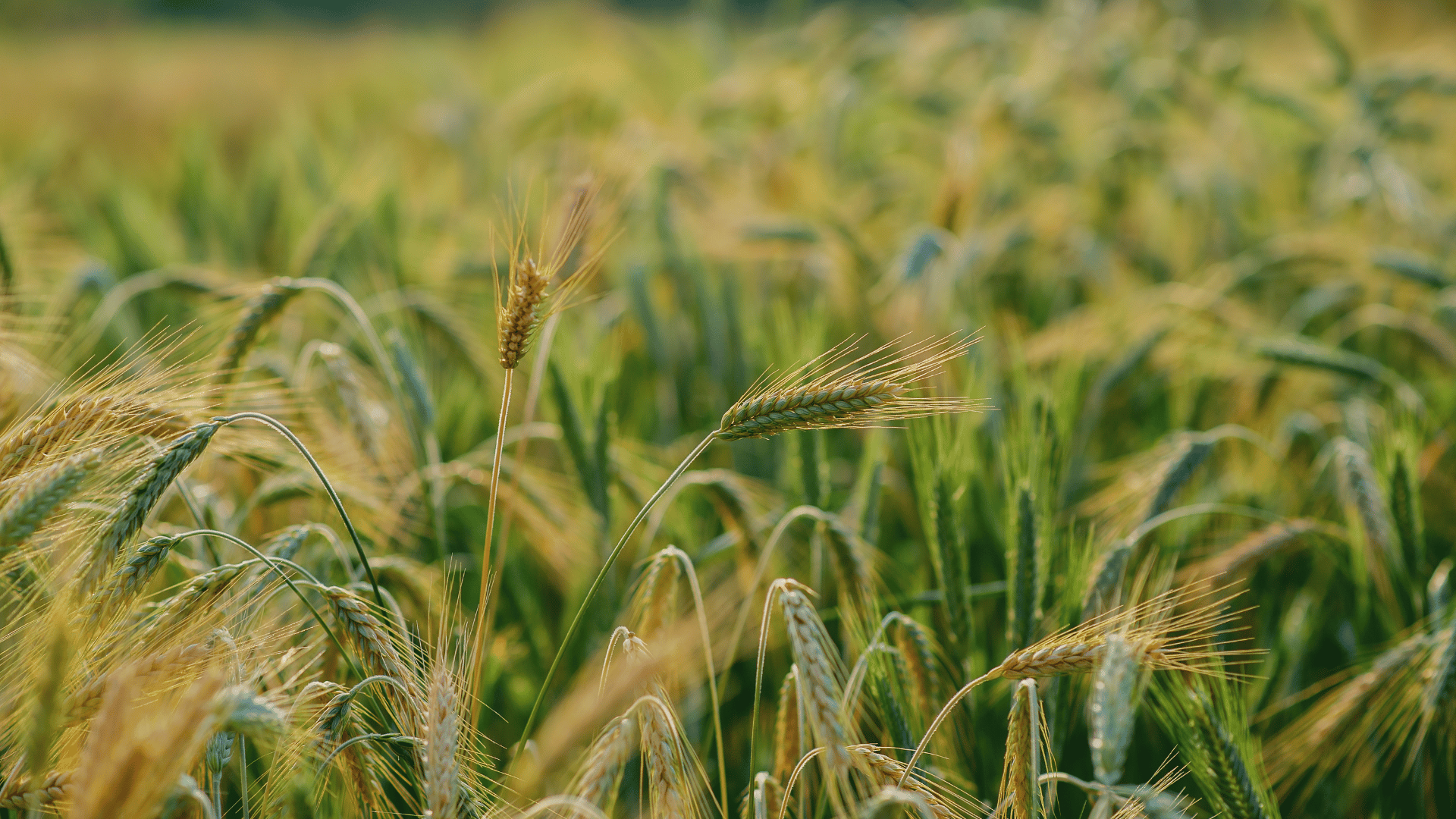 Travailler dans les secteurs agricoles et forestiers : Allier héritage traditionnel et innovation