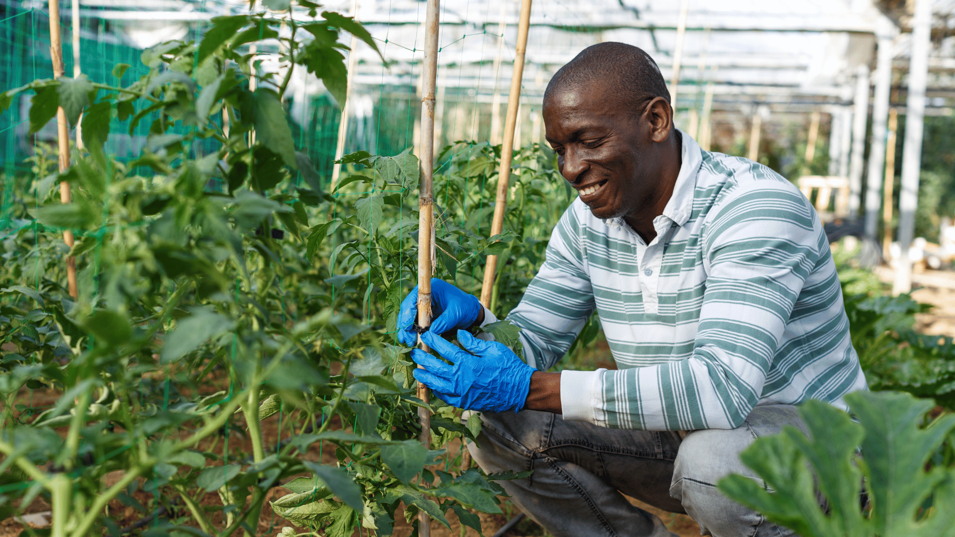 Comment se lancer dans l’agrobusiness au Sénégal : guide complet pour débutants