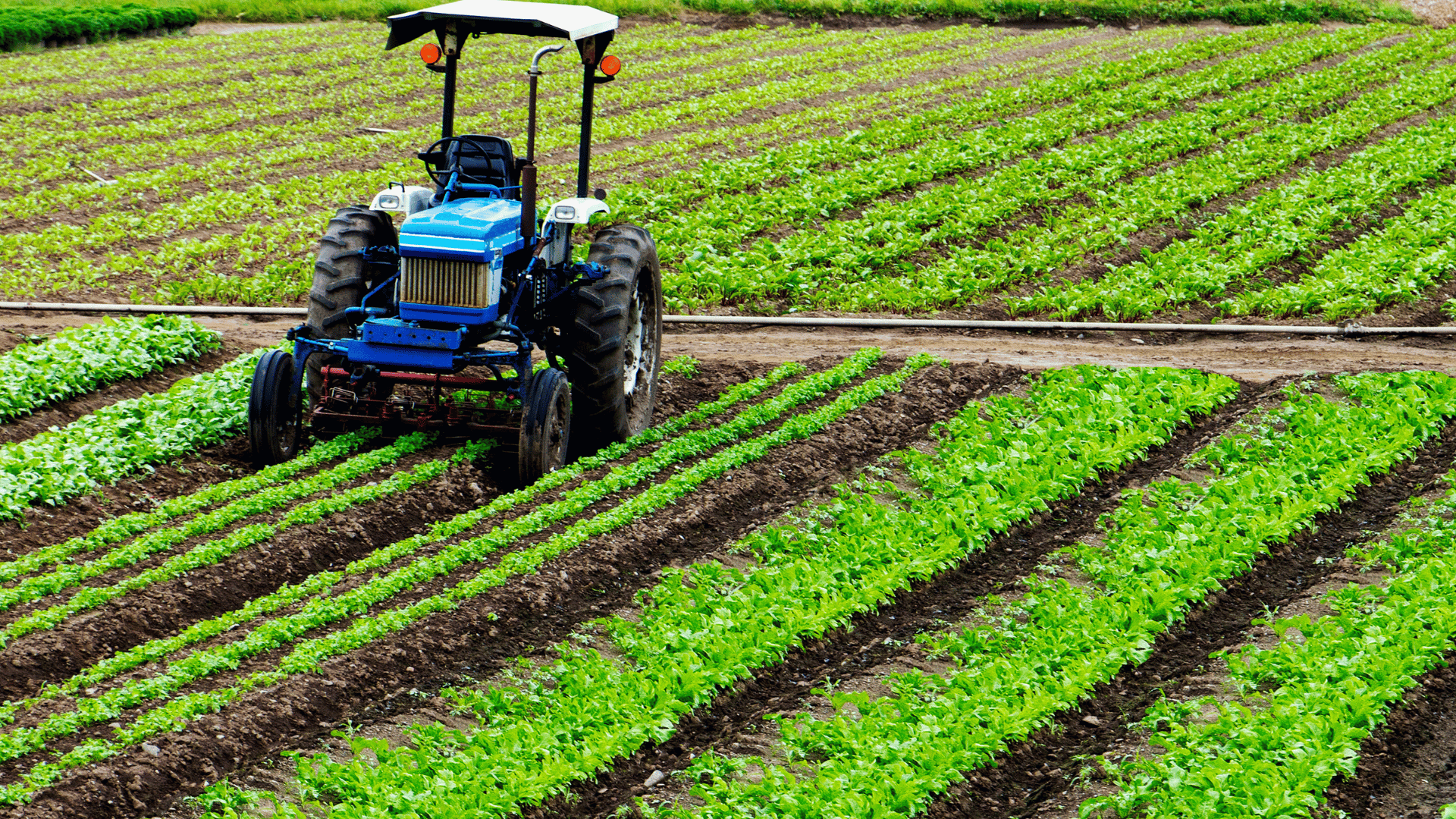 Top 10 des métiers agricoles les plus rentables au Sénégal en 2026